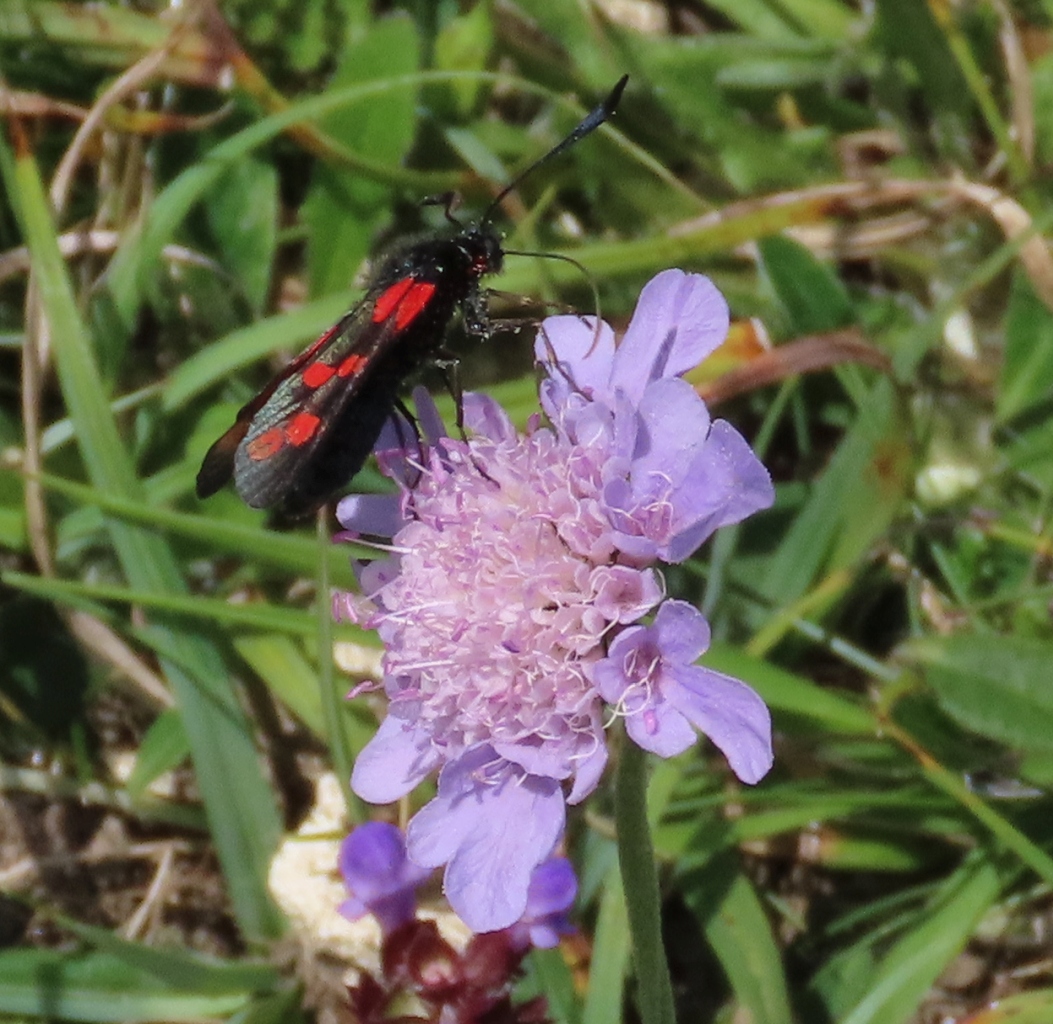 Six-spot-Burnet-on-Scabious